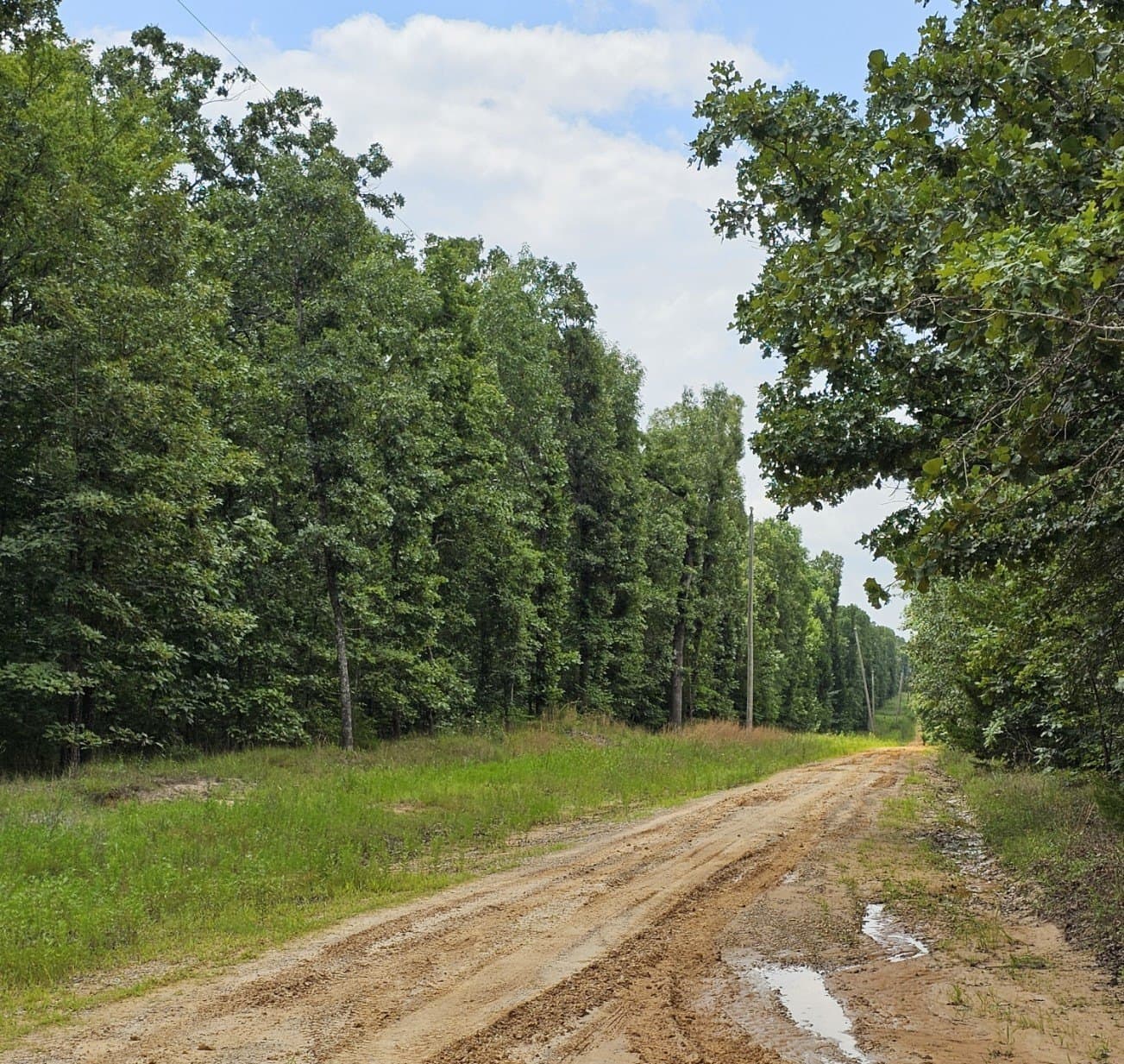5.1 acres in Lamar County gallery image 4