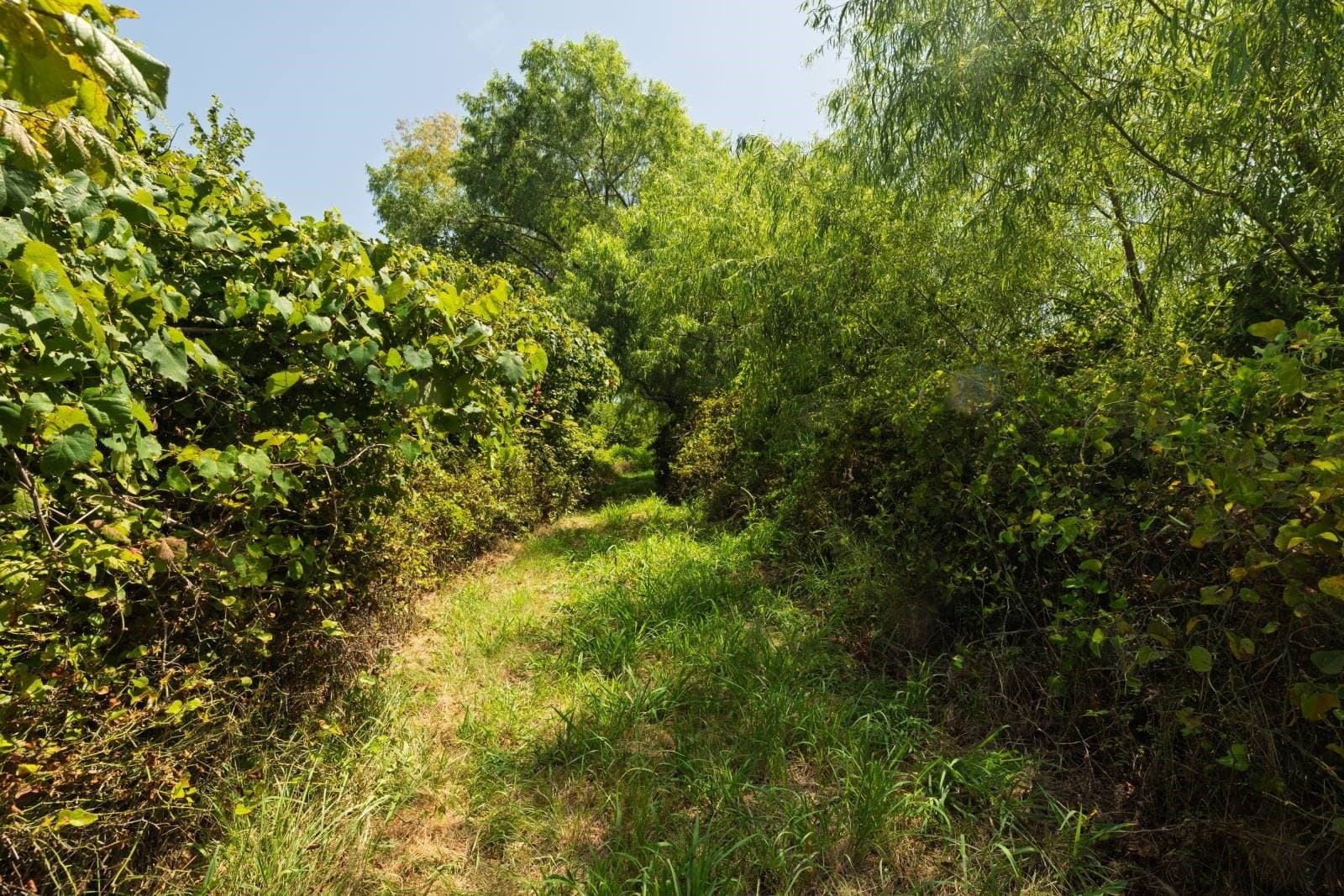 74.62 acres in Montague County - photo 38