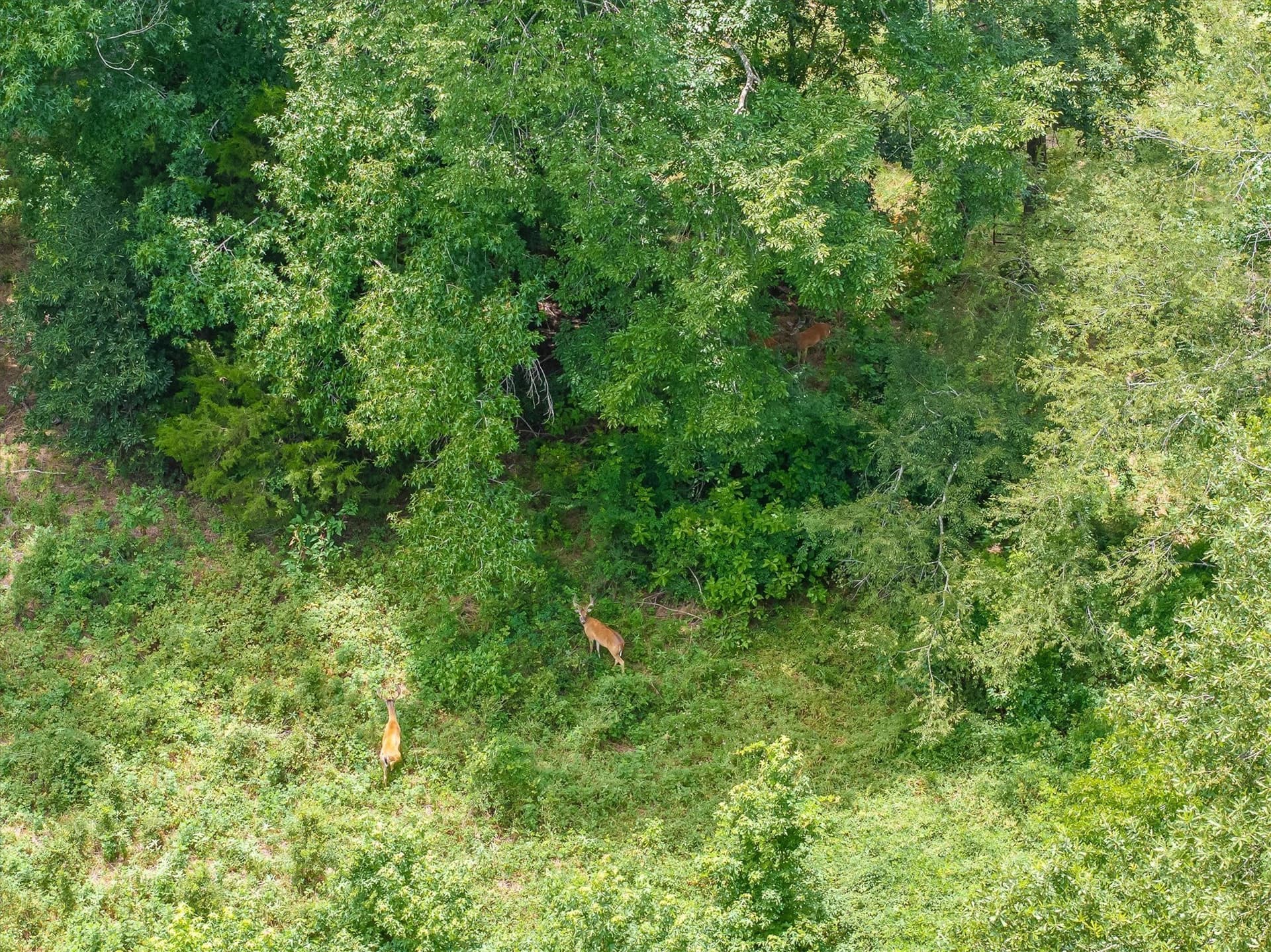 21.98 acres in Van Zandt County - photo 9