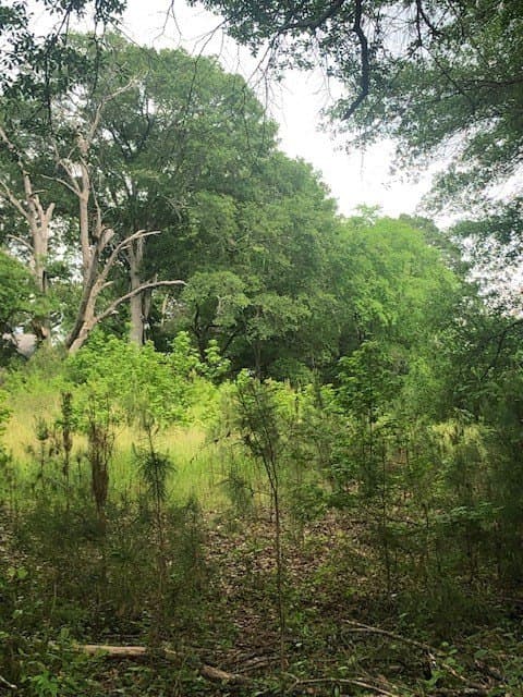 6.09 acres in Texas County - photo 8