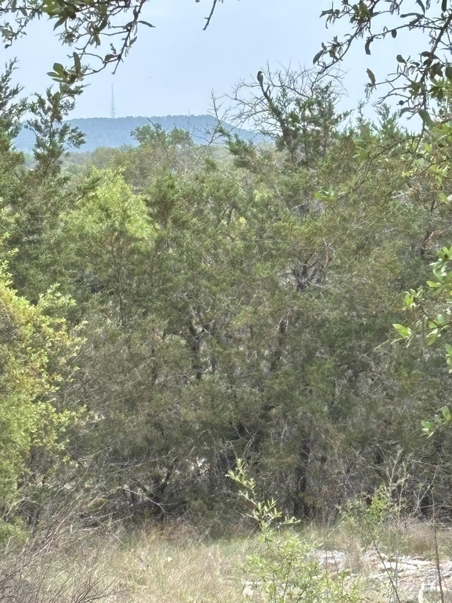 3 acres in Burnet County gallery image 2