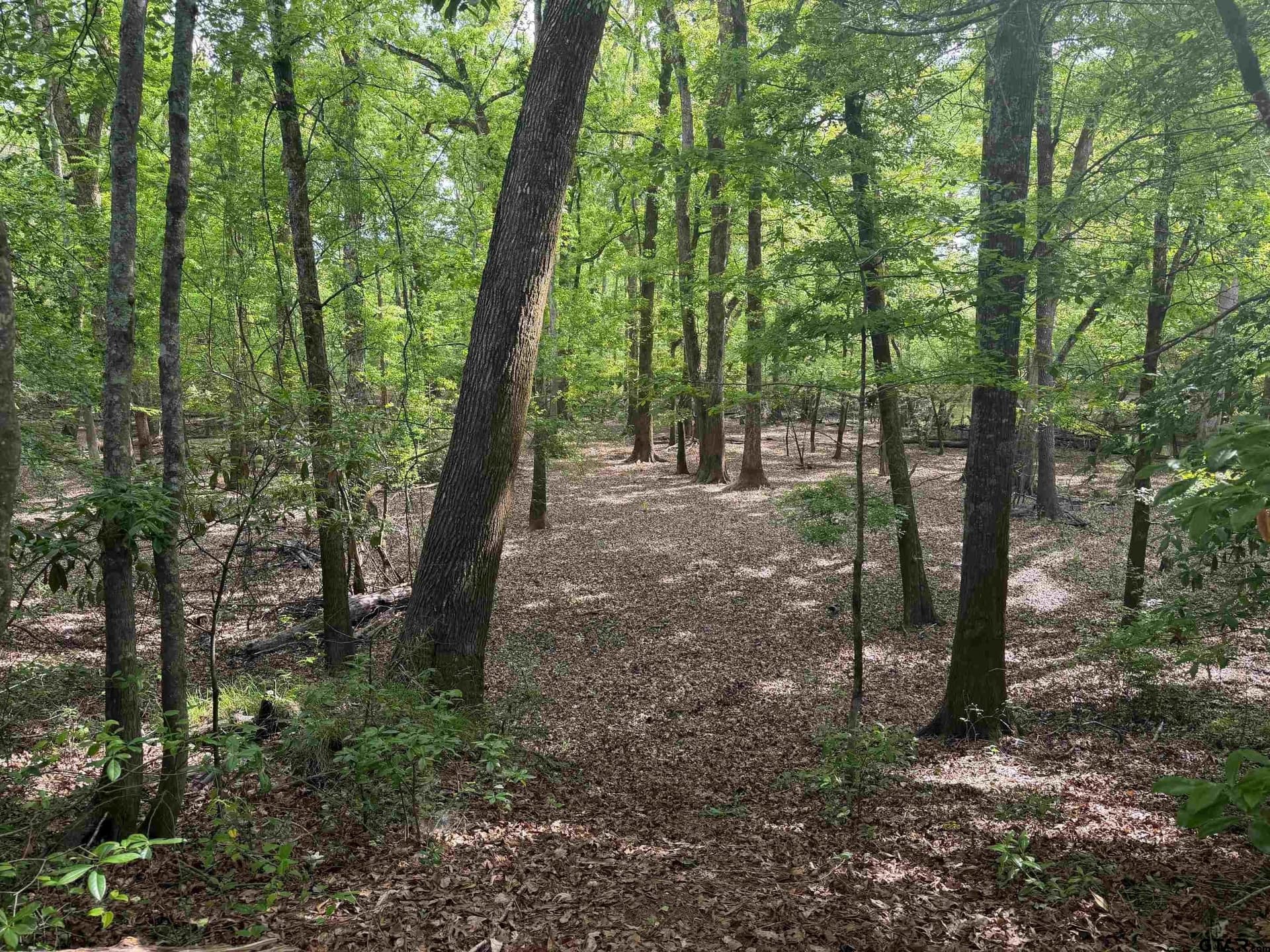 147 acres in Marion County - photo 18