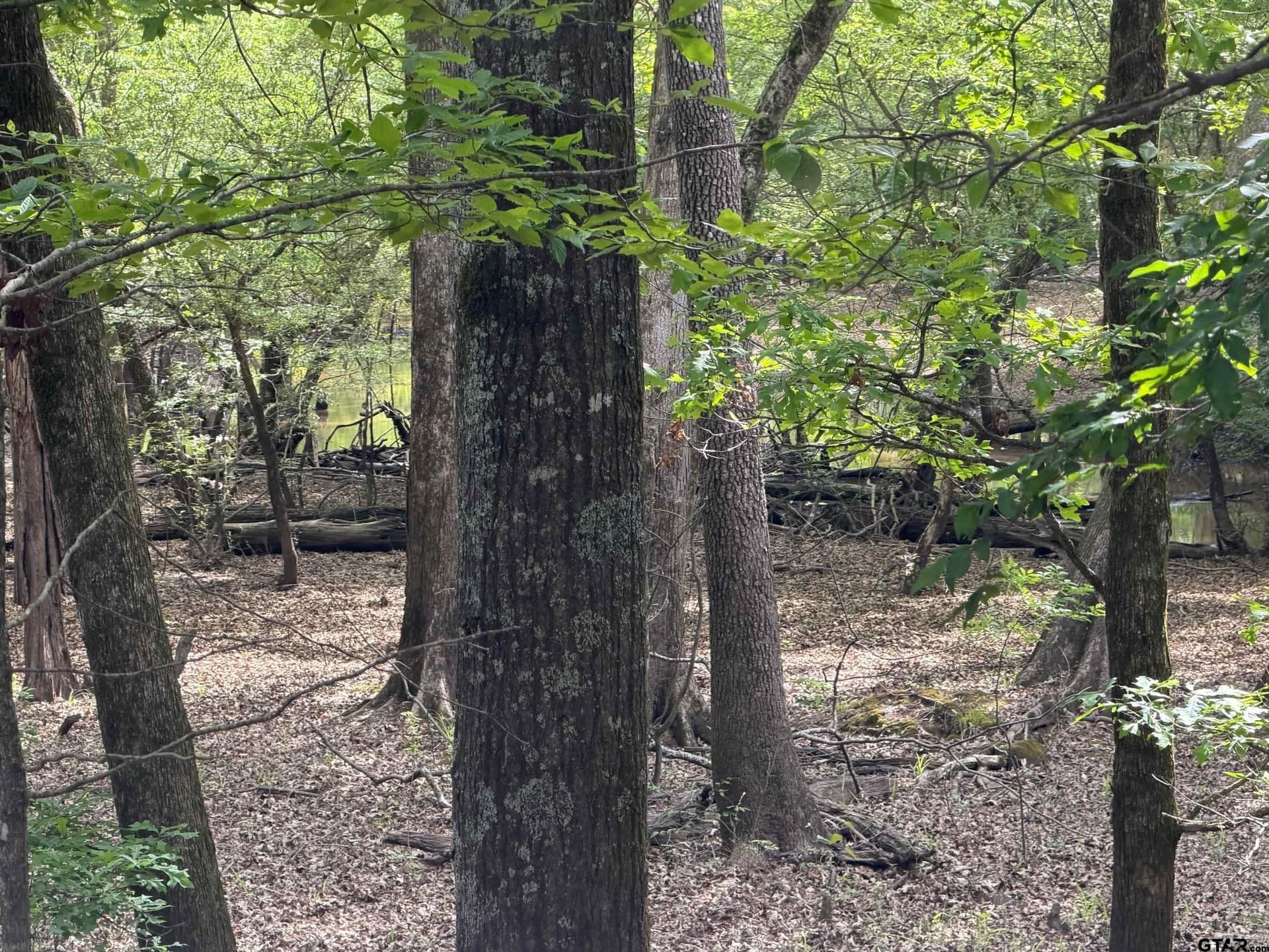 147 acres in Marion County - photo 16