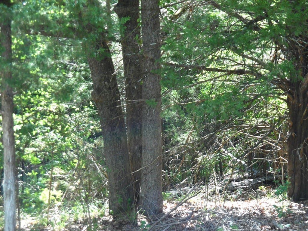 0.22 acres in Van Zandt County gallery image 3