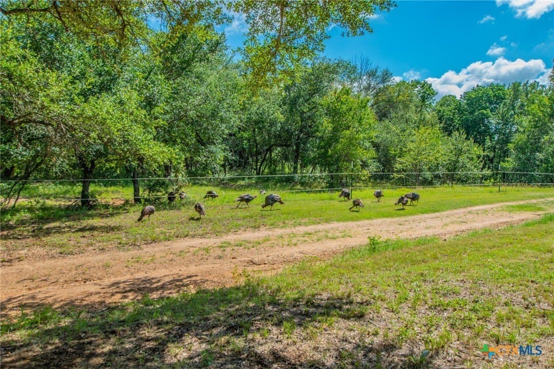 58 acres in Milam County gallery image 3