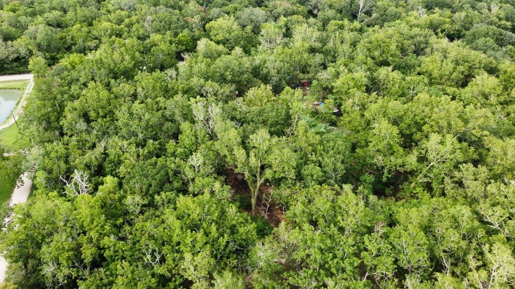 4.84 acres in Angleton County gallery image 4
