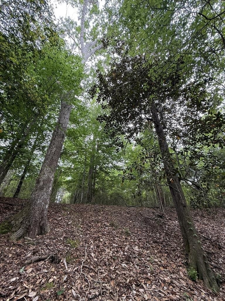 36.02 acres in Texas County featured view