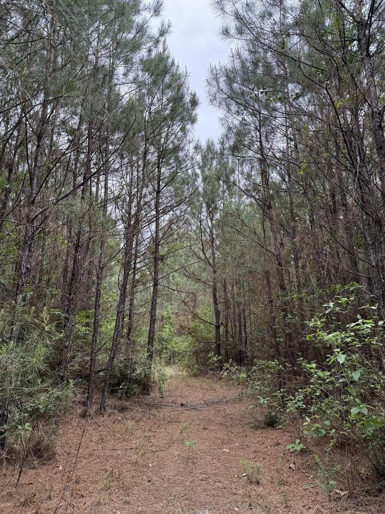 36.02 acres in Texas County - photo 7
