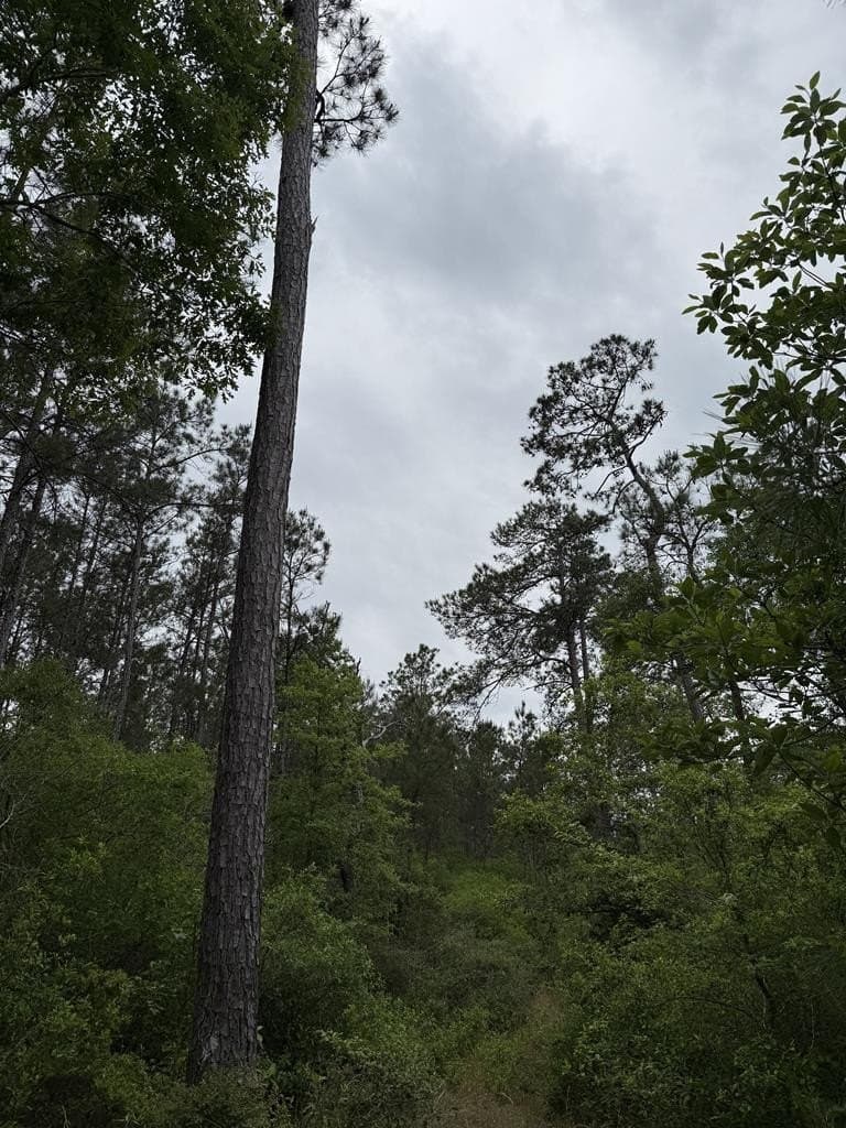 36.02 acres in Texas County - photo 14