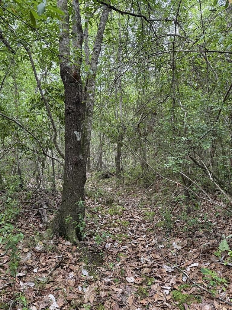36.02 acres in Texas County - photo 9