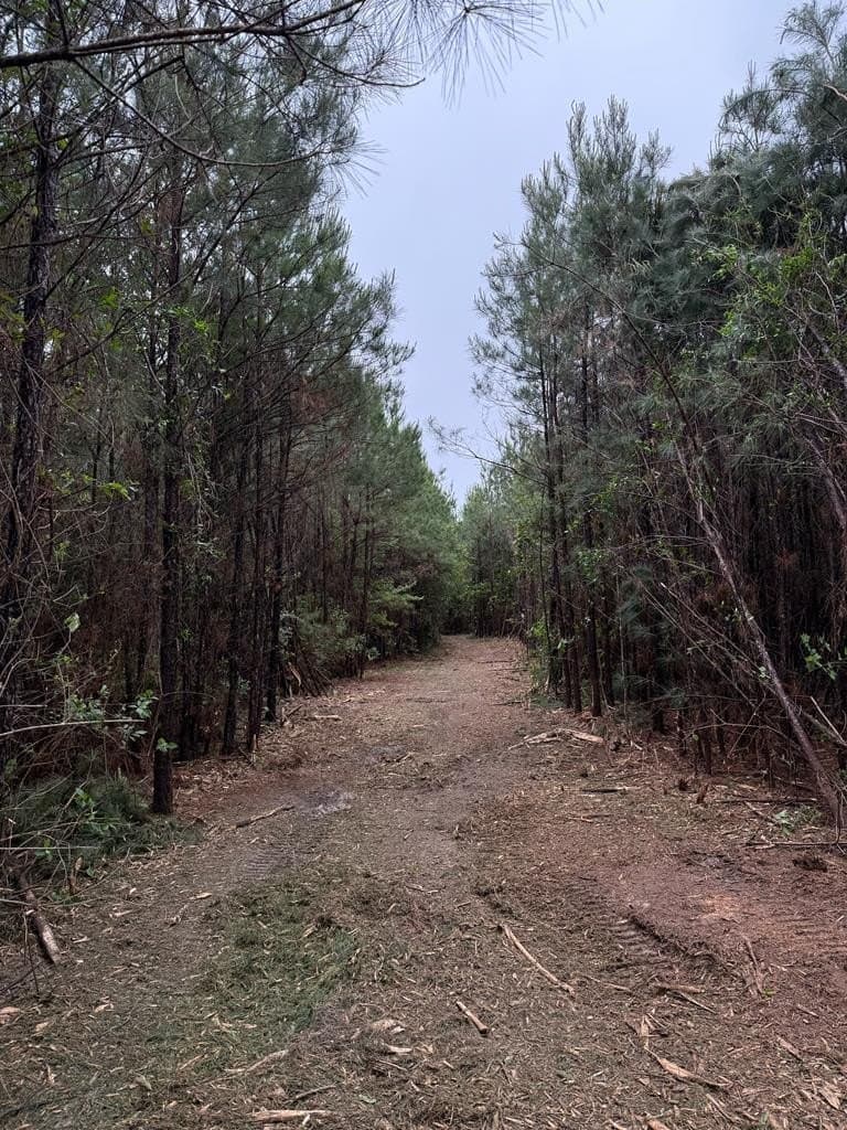 36.02 acres in Texas County gallery image 3