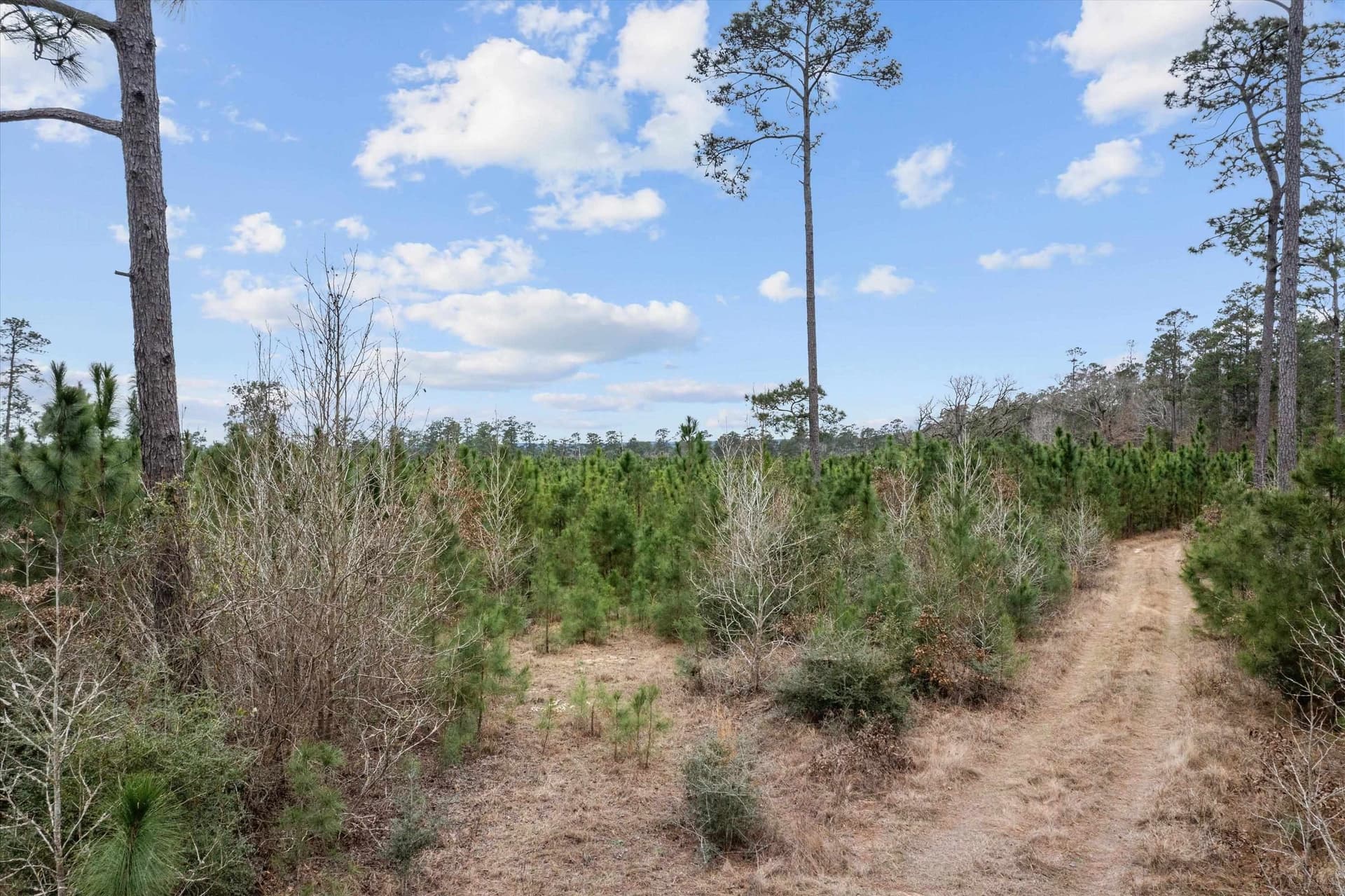 210 acres in Texas County featured view