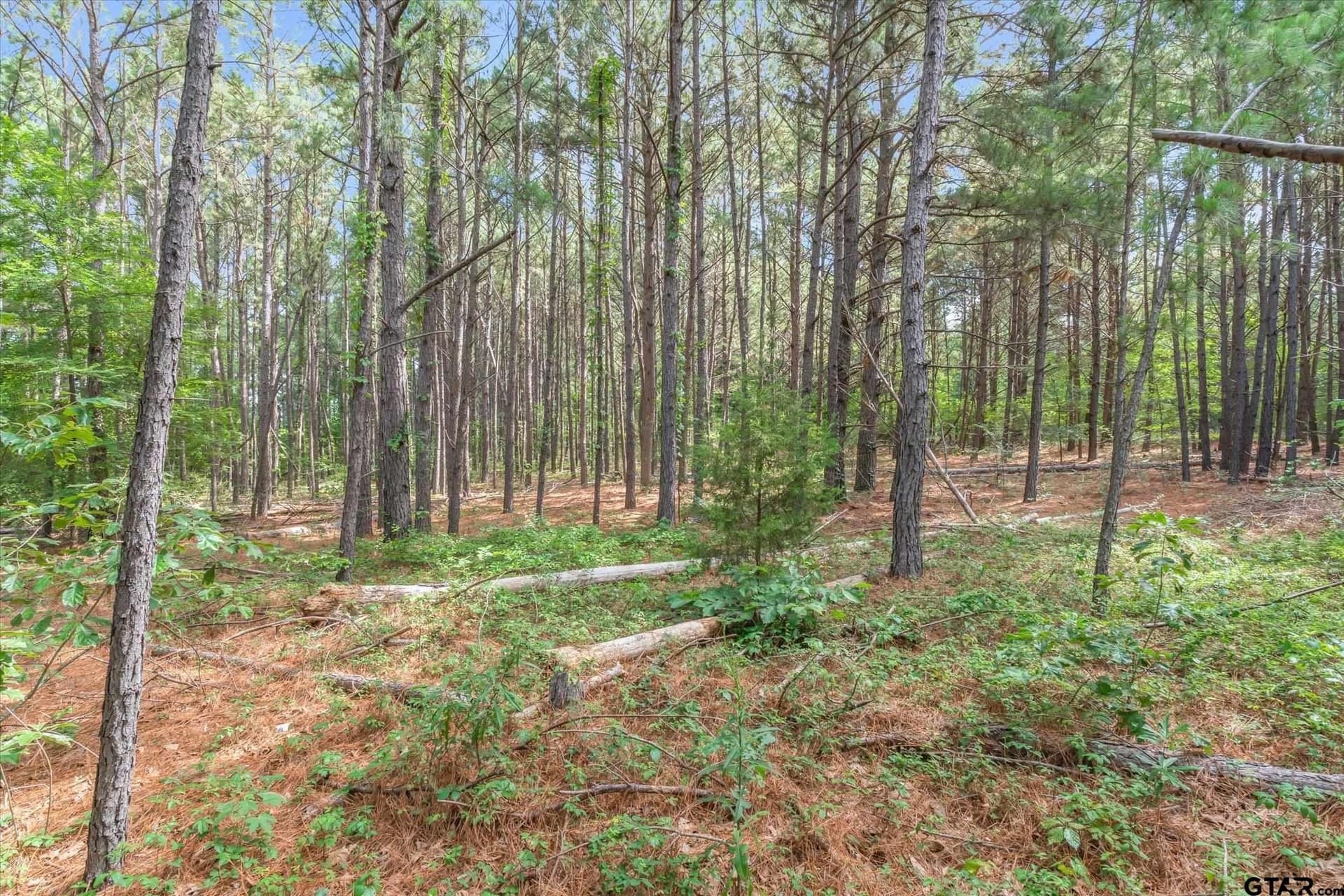 26.65 acres in Henderson County - photo 10