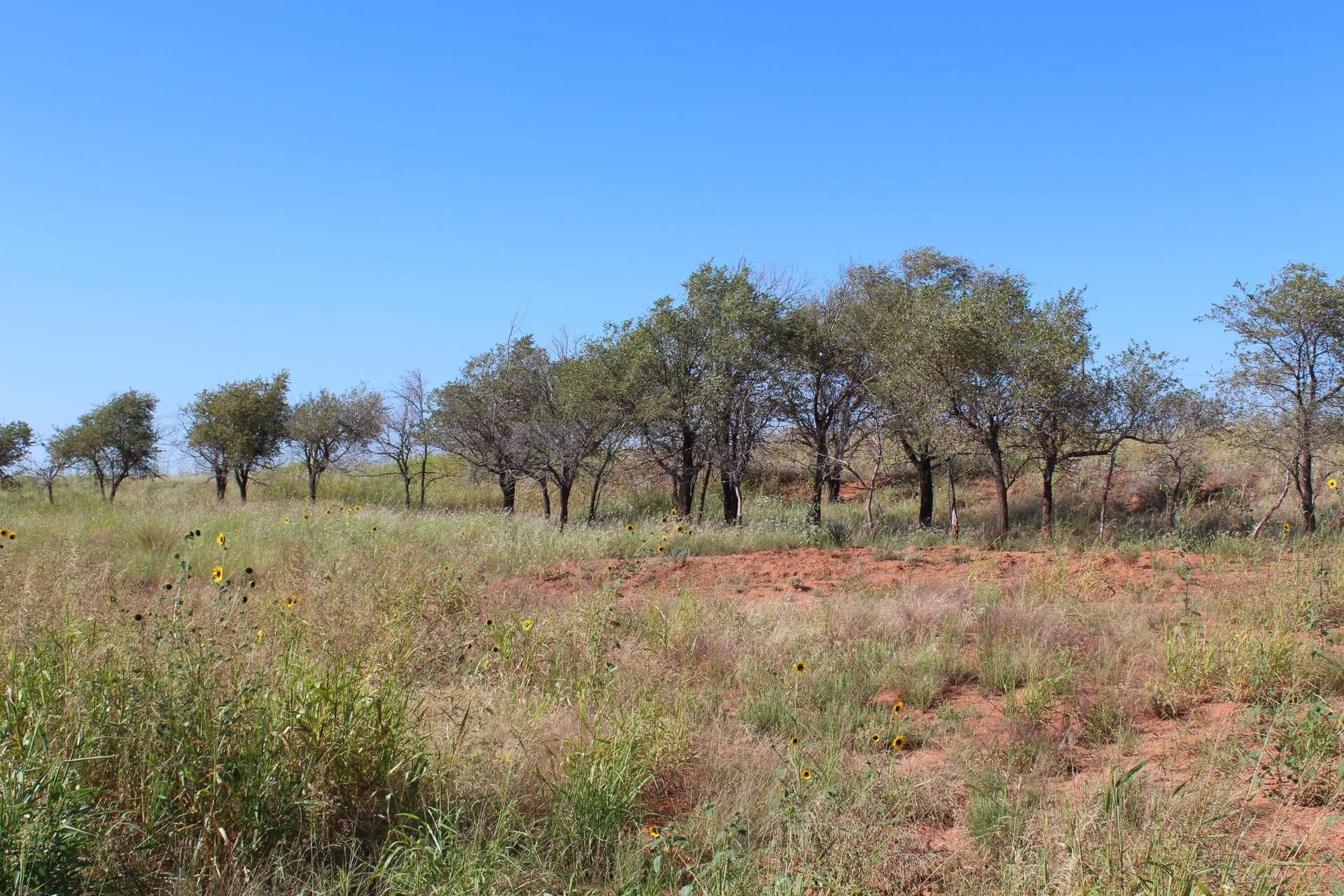 325.2 acres in Childress County - photo 6