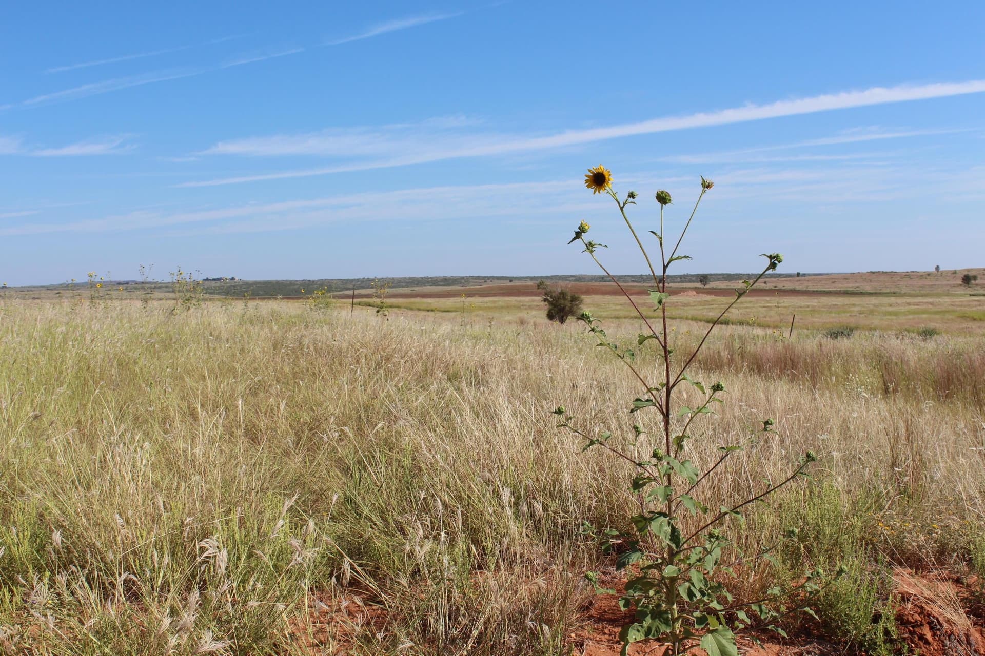 325.2 acres in Childress County - photo 8