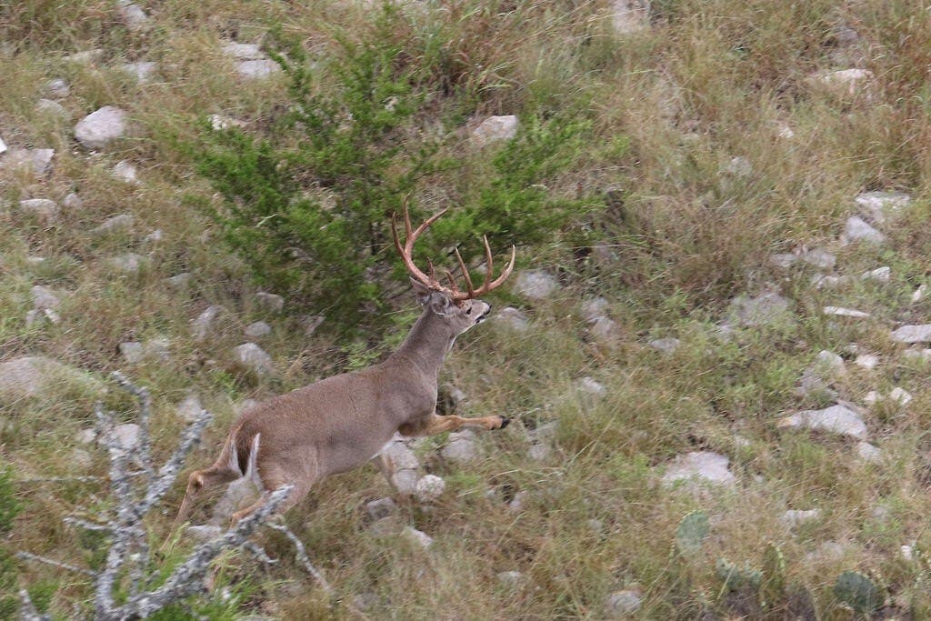 800 acres in Kimble County - photo 48