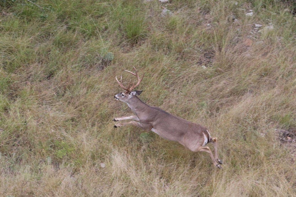 800 acres in Kimble County - photo 50