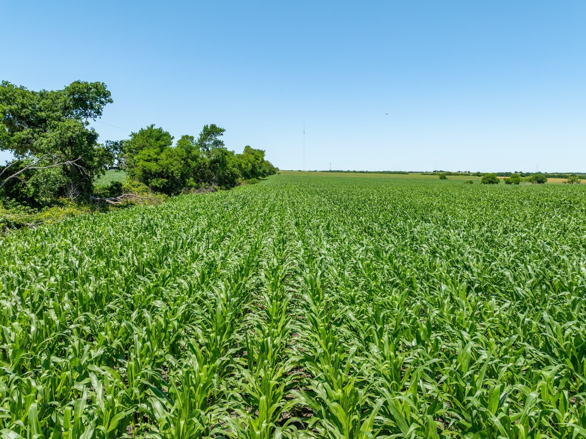 78 acres in Falls County - photo 17