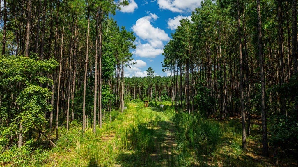 34.11 acres in Texas County gallery image 4