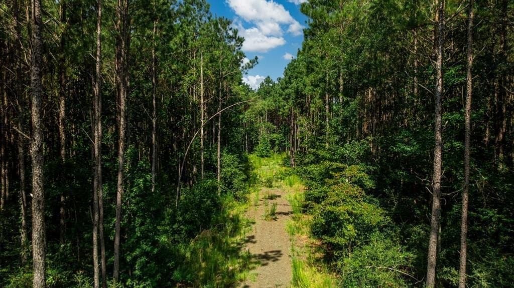34.11 acres in Texas County gallery image 2
