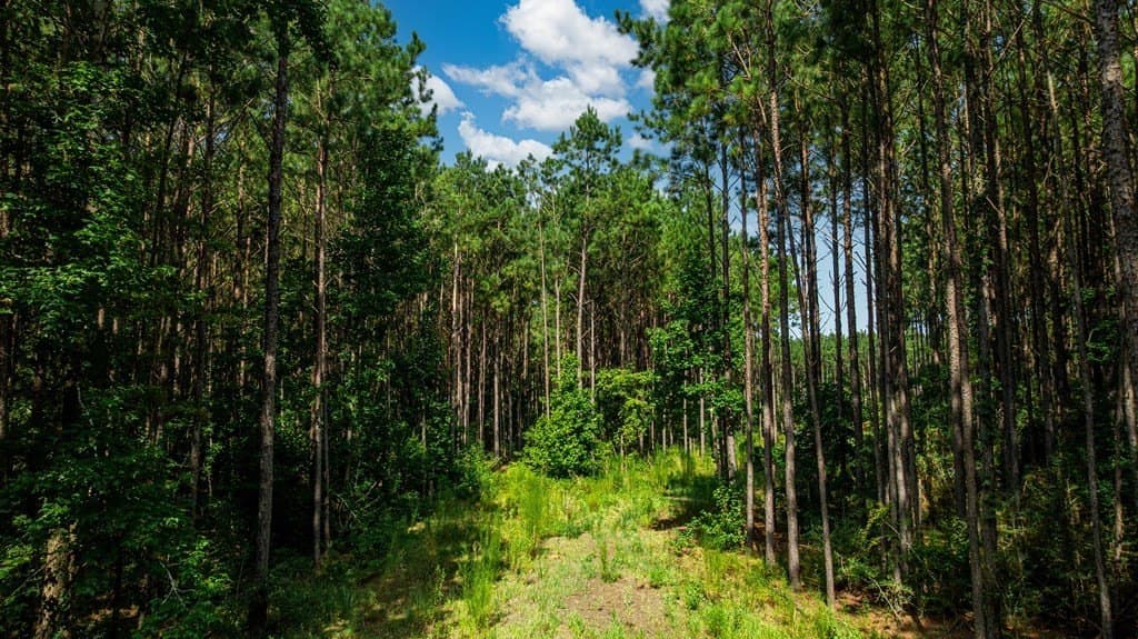 34.11 acres in Texas County gallery image 3