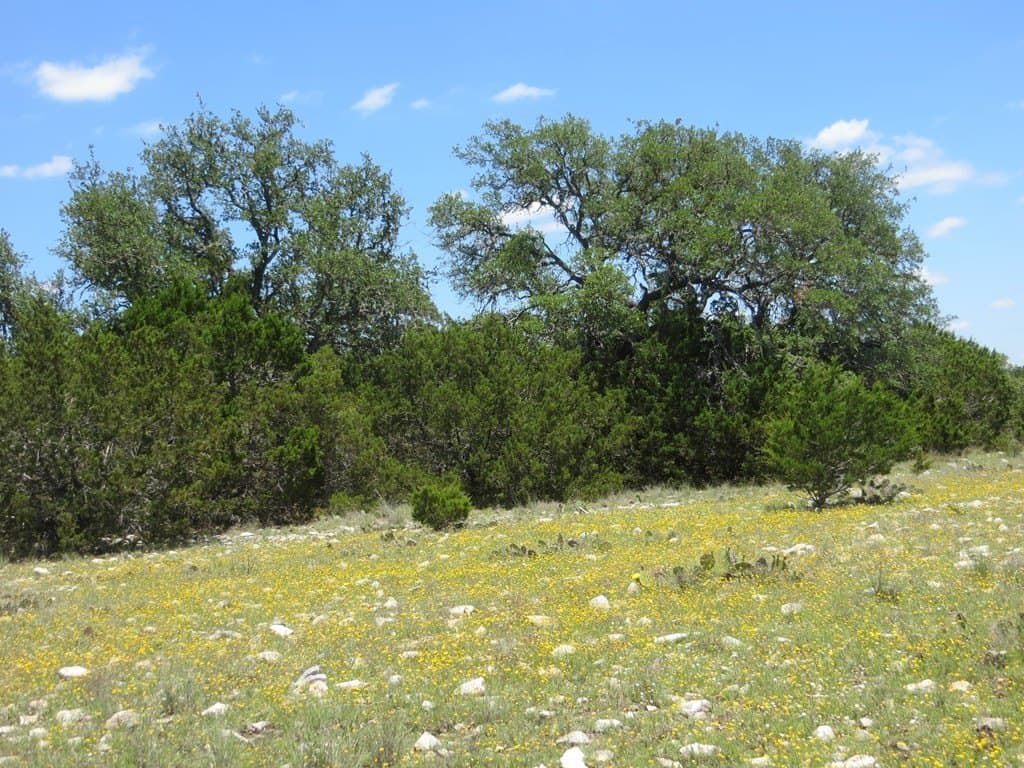 204 acres in Kimble County - photo 11