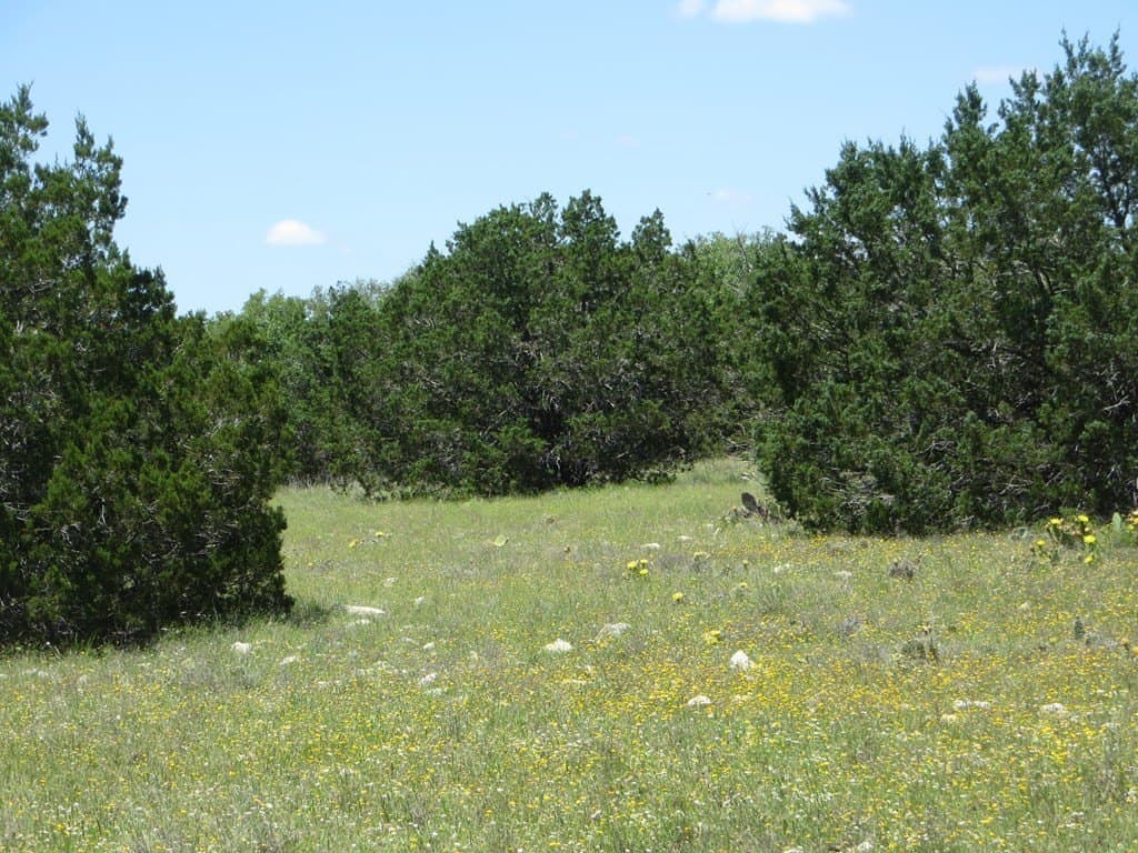 204 acres in Kimble County - photo 9