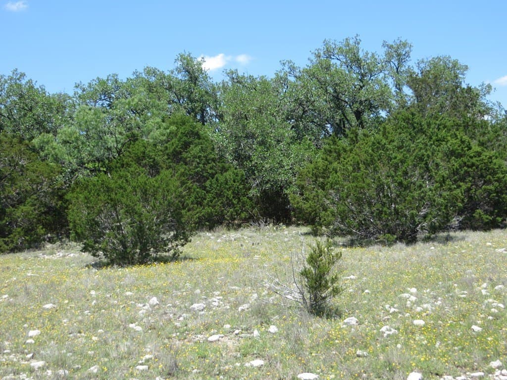 204 acres in Kimble County - photo 13