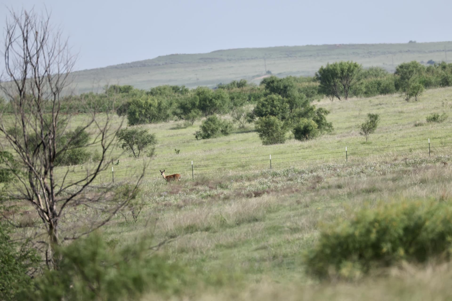 161 acres in Wheeler County - photo 30