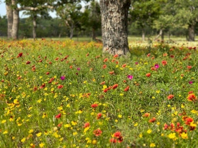 65.67 acres in Gillespie County gallery image 2