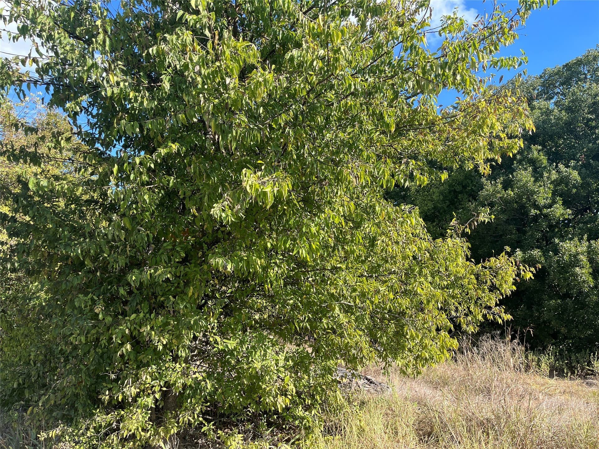 3.43 acres in Hunt County - photo 4