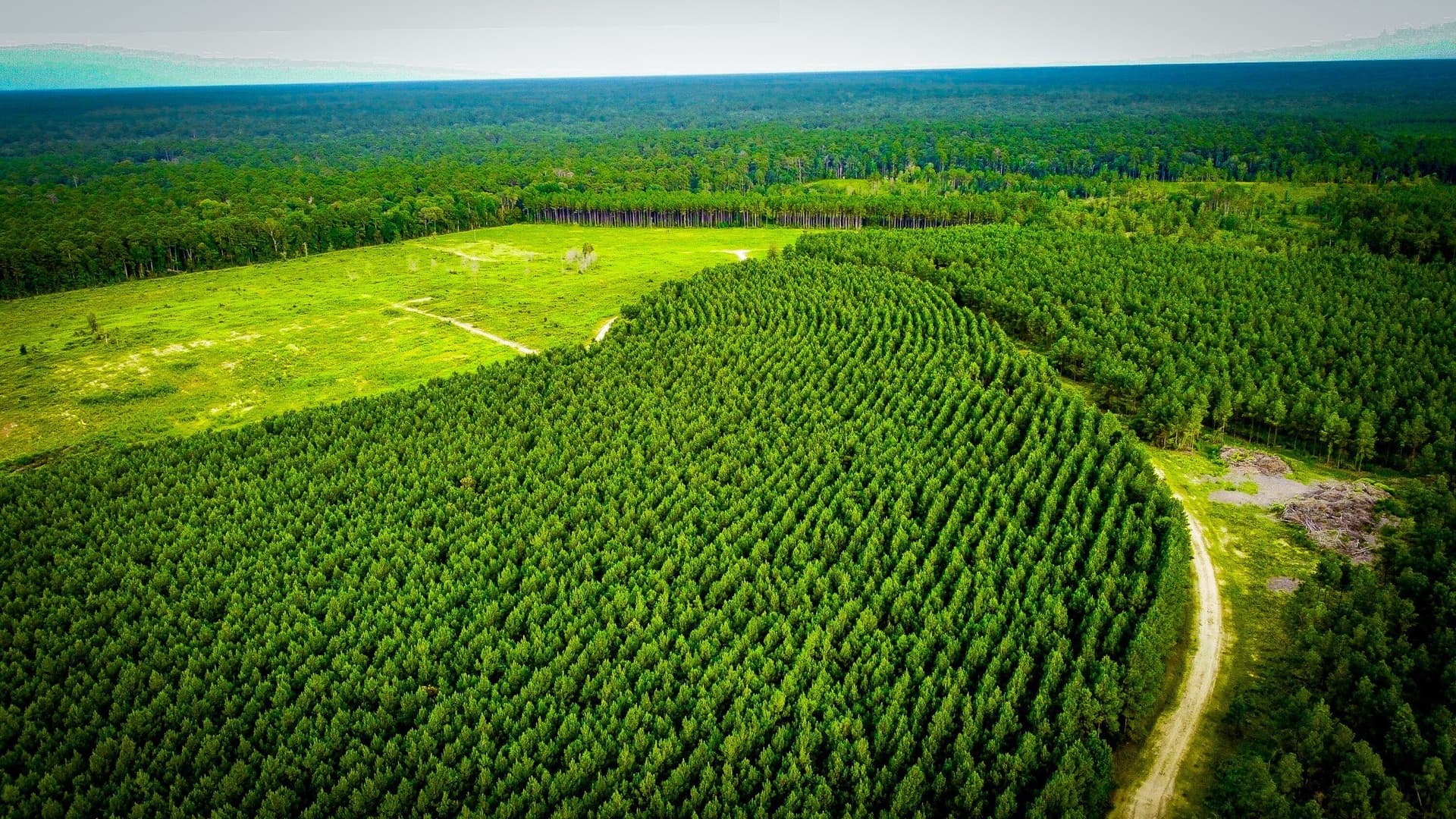 140 acres in Polk County - photo 7