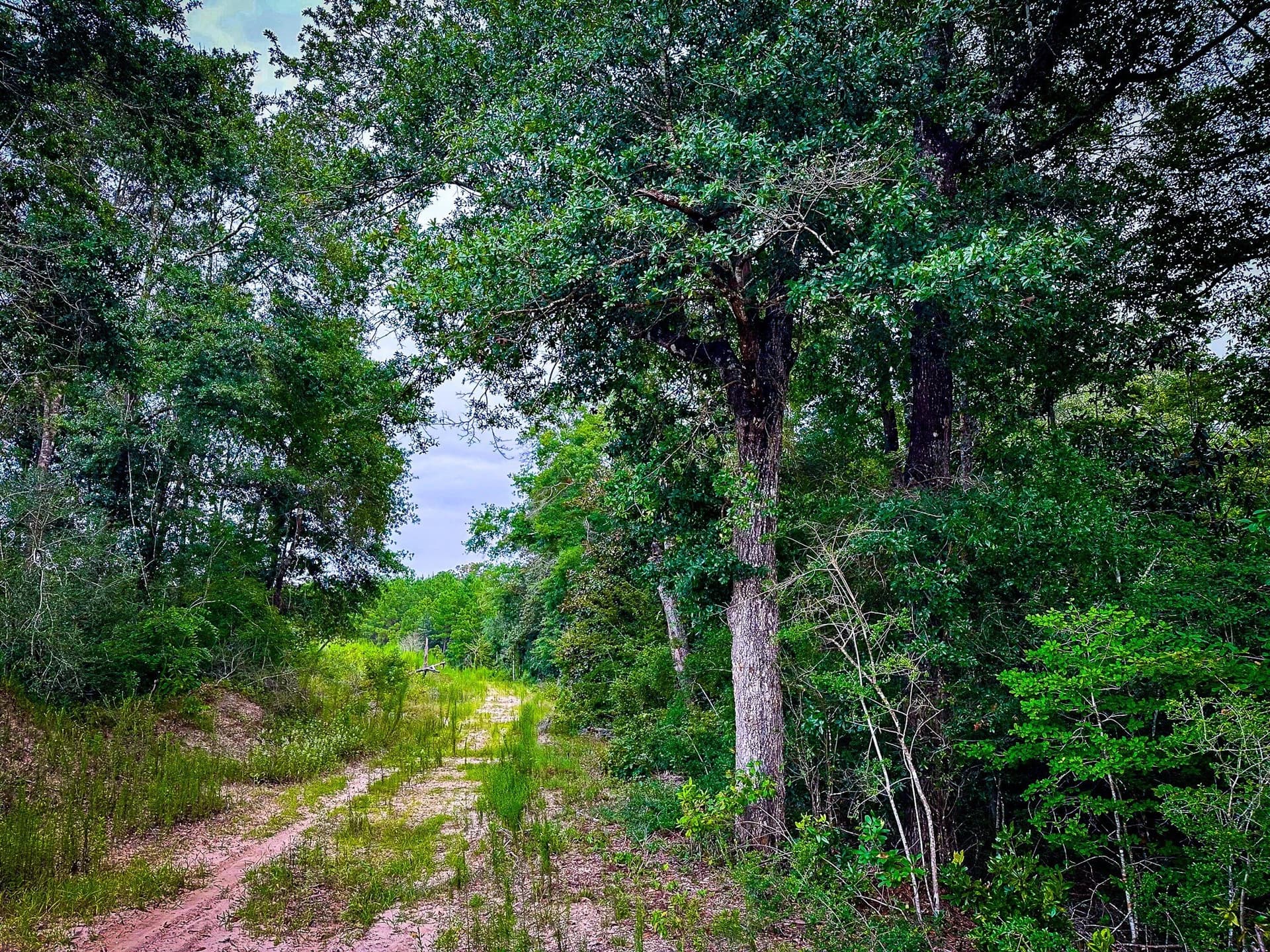140 acres in Polk County - photo 28