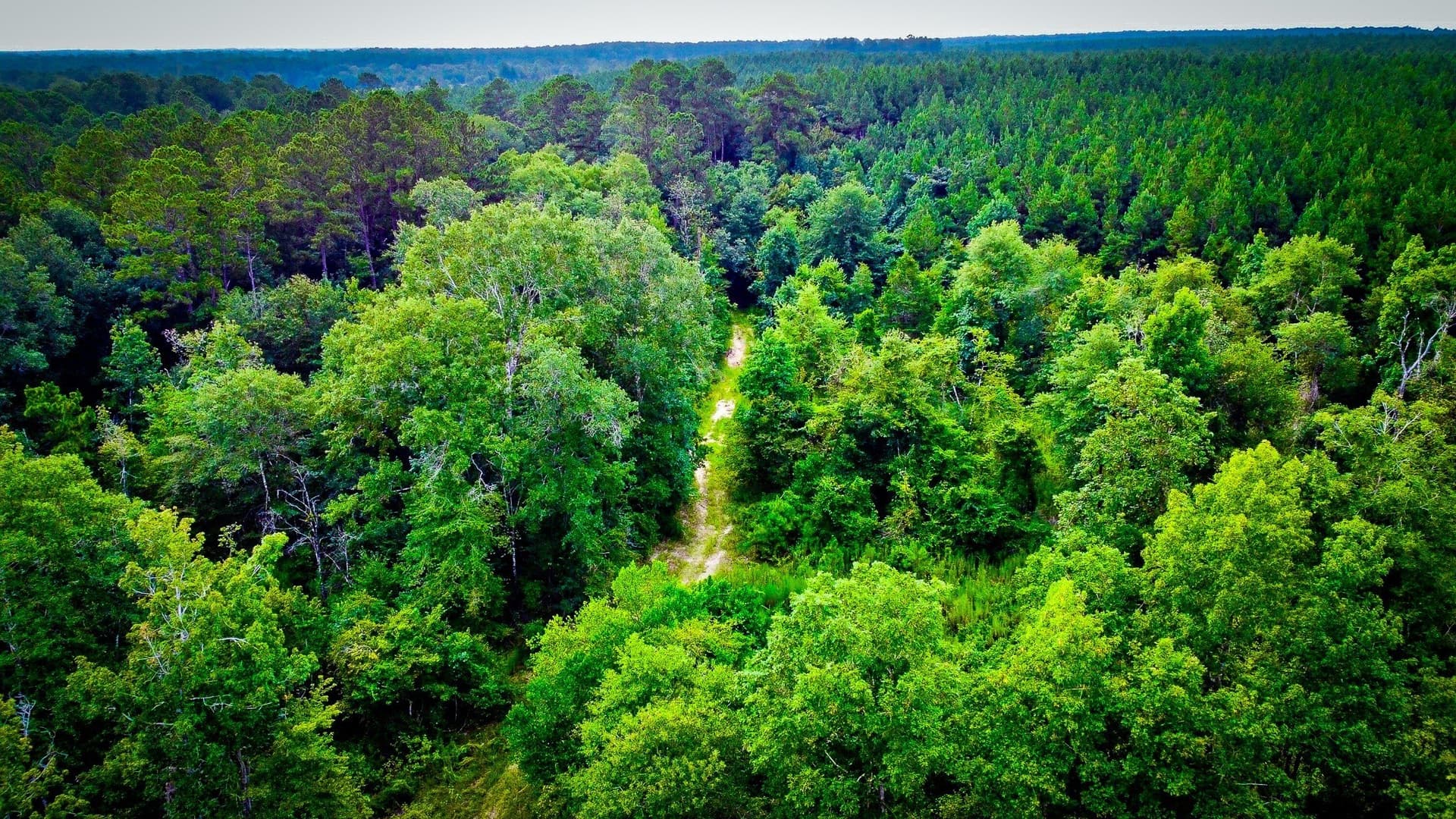 140 acres in Polk County - photo 15