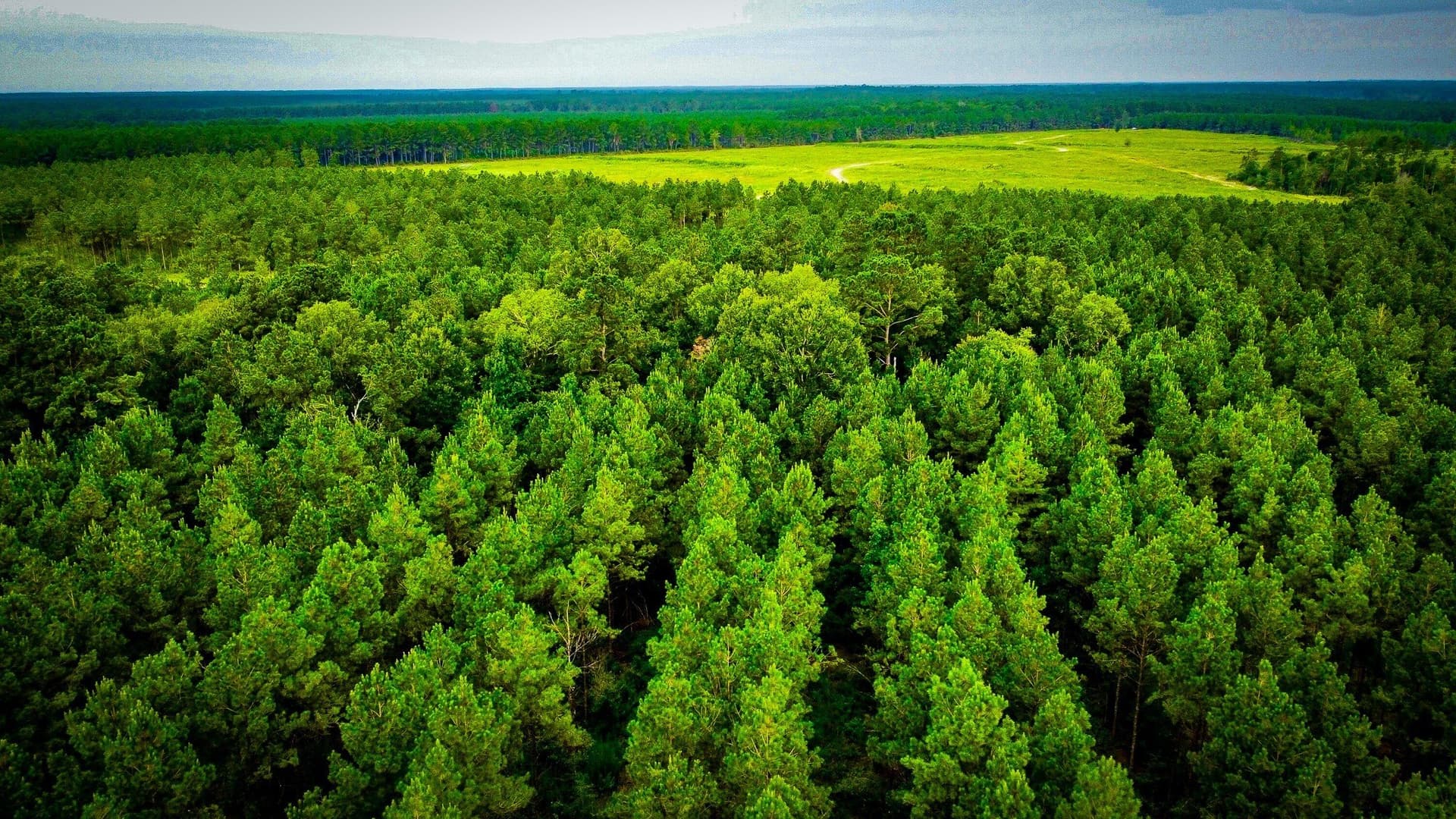 140 acres in Polk County - photo 23