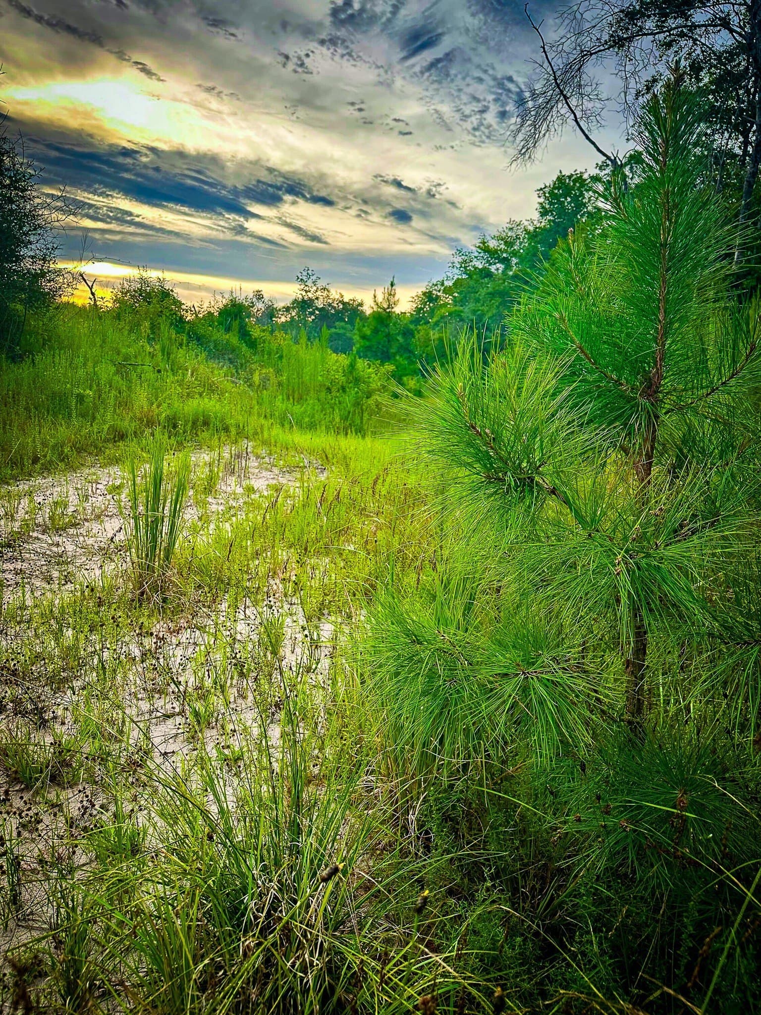 140 acres in Polk County - photo 25