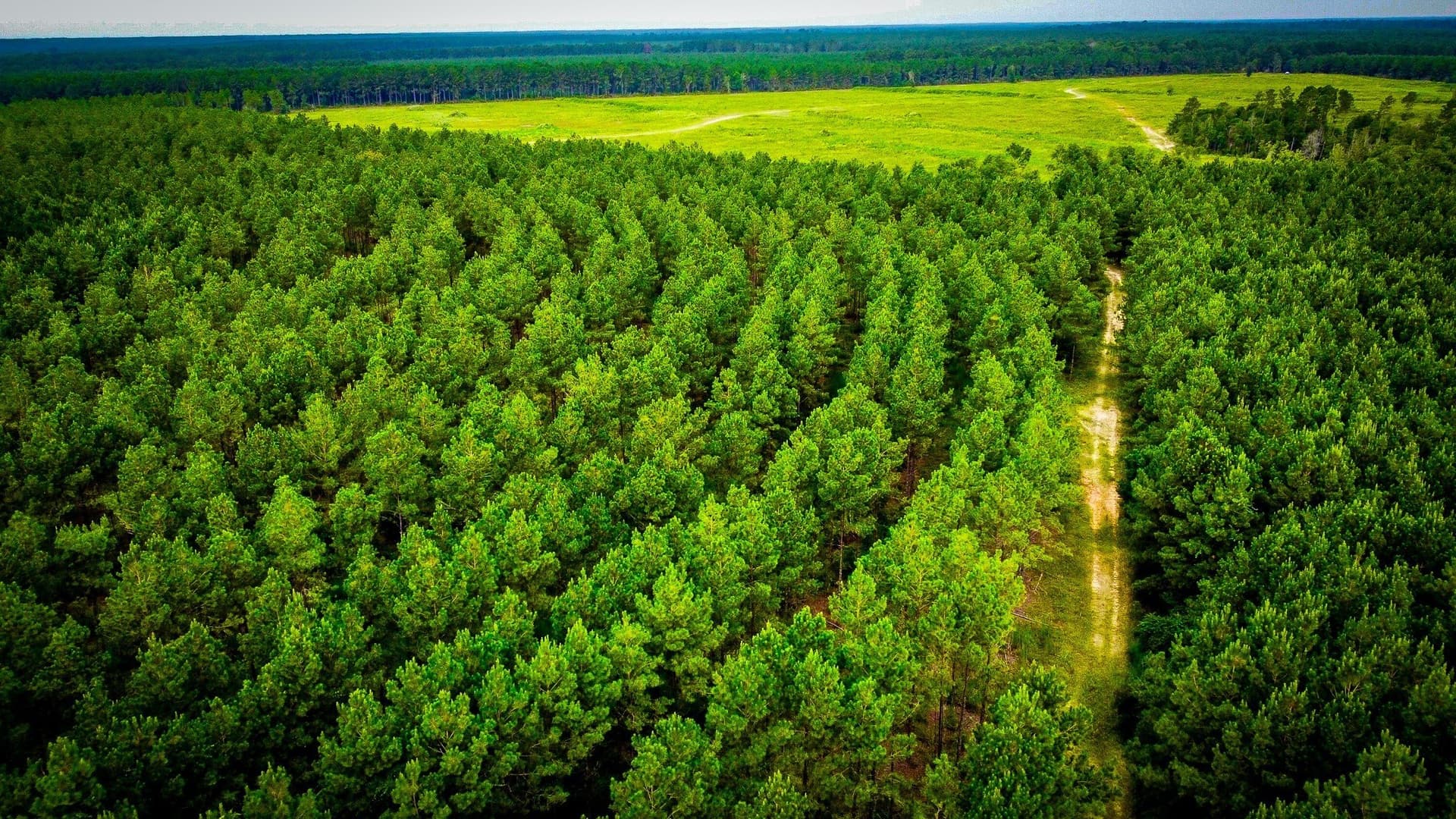 140 acres in Polk County - photo 19
