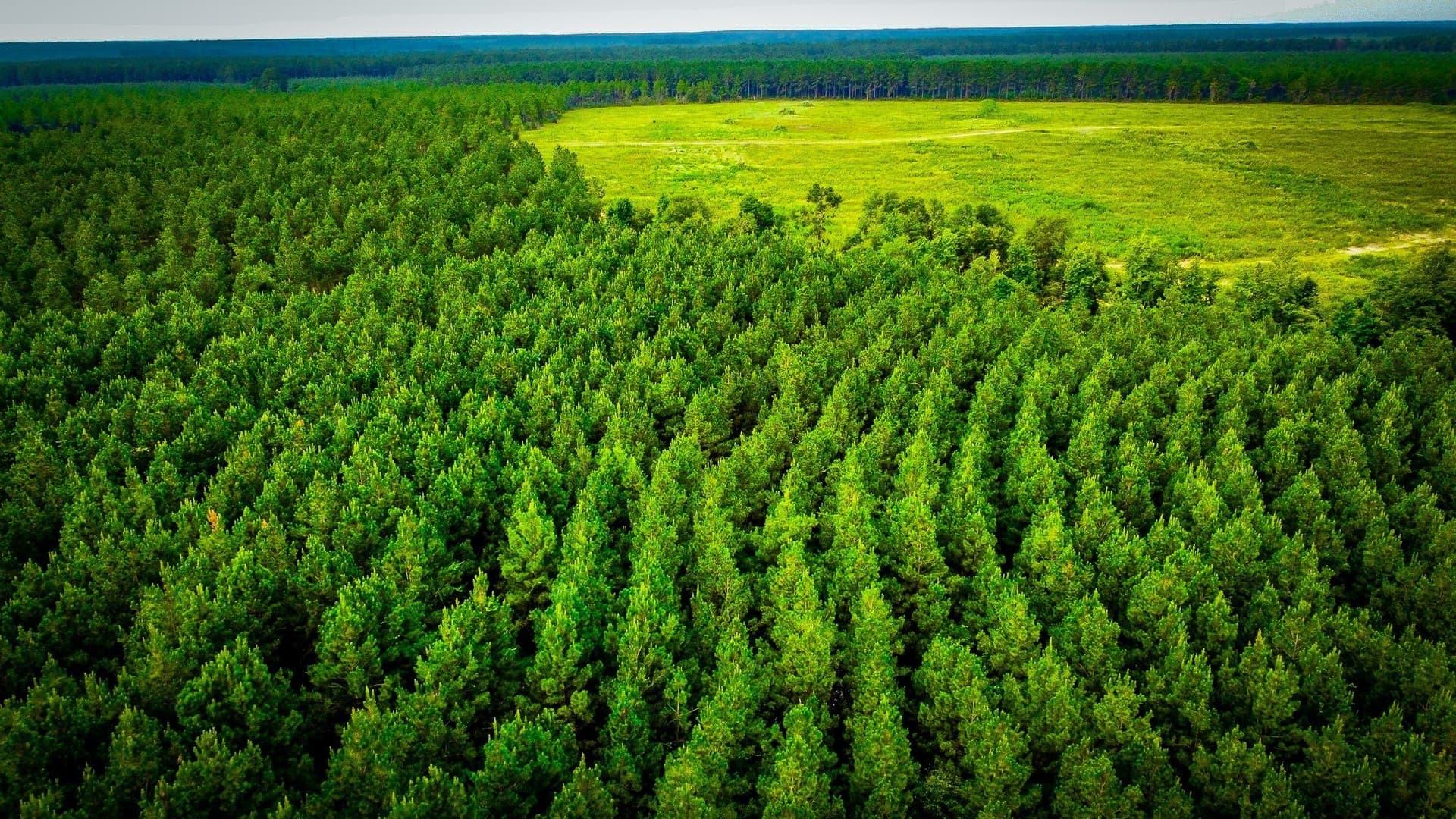 140 acres in Polk County - photo 17