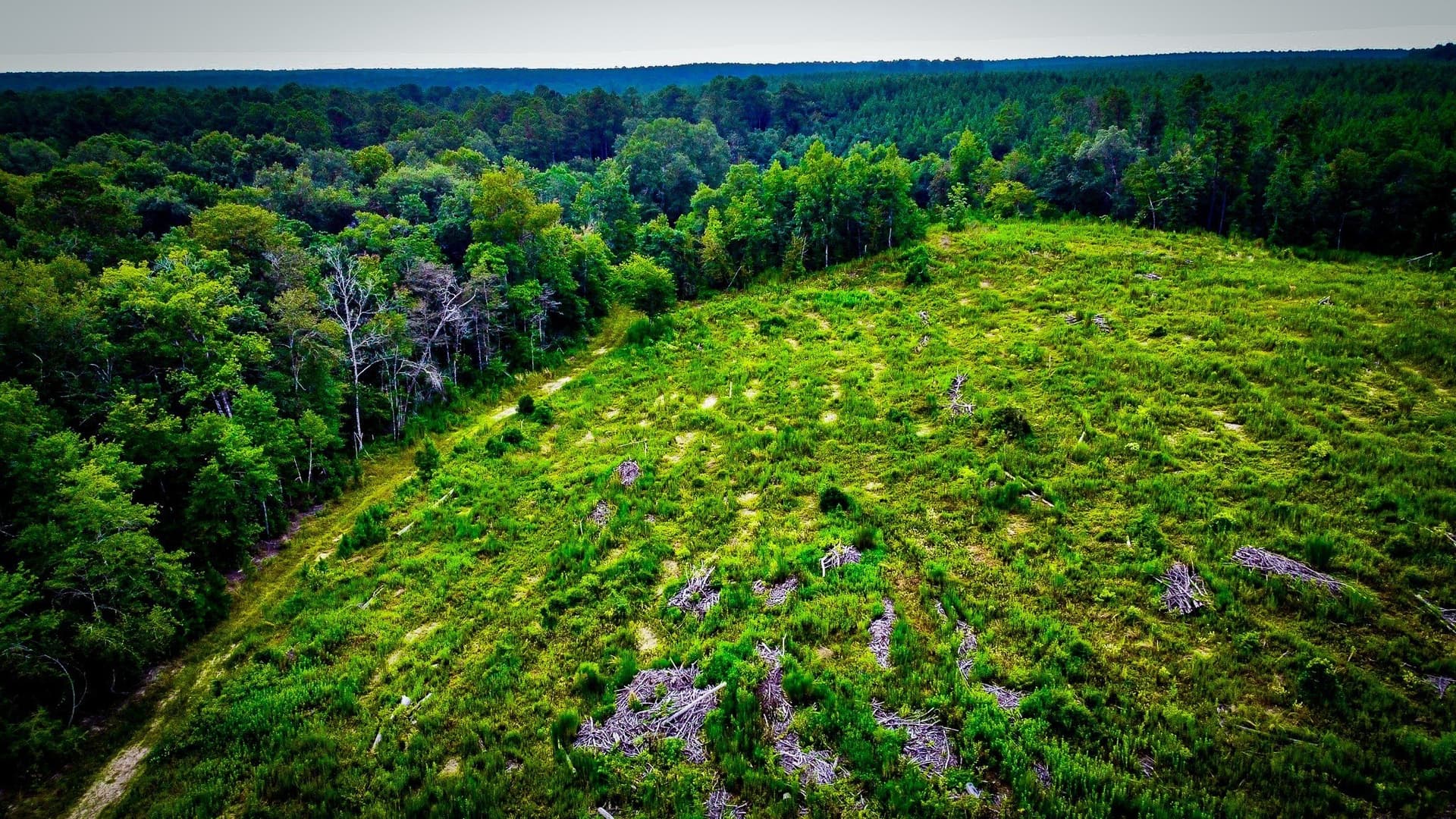140 acres in Polk County - photo 12