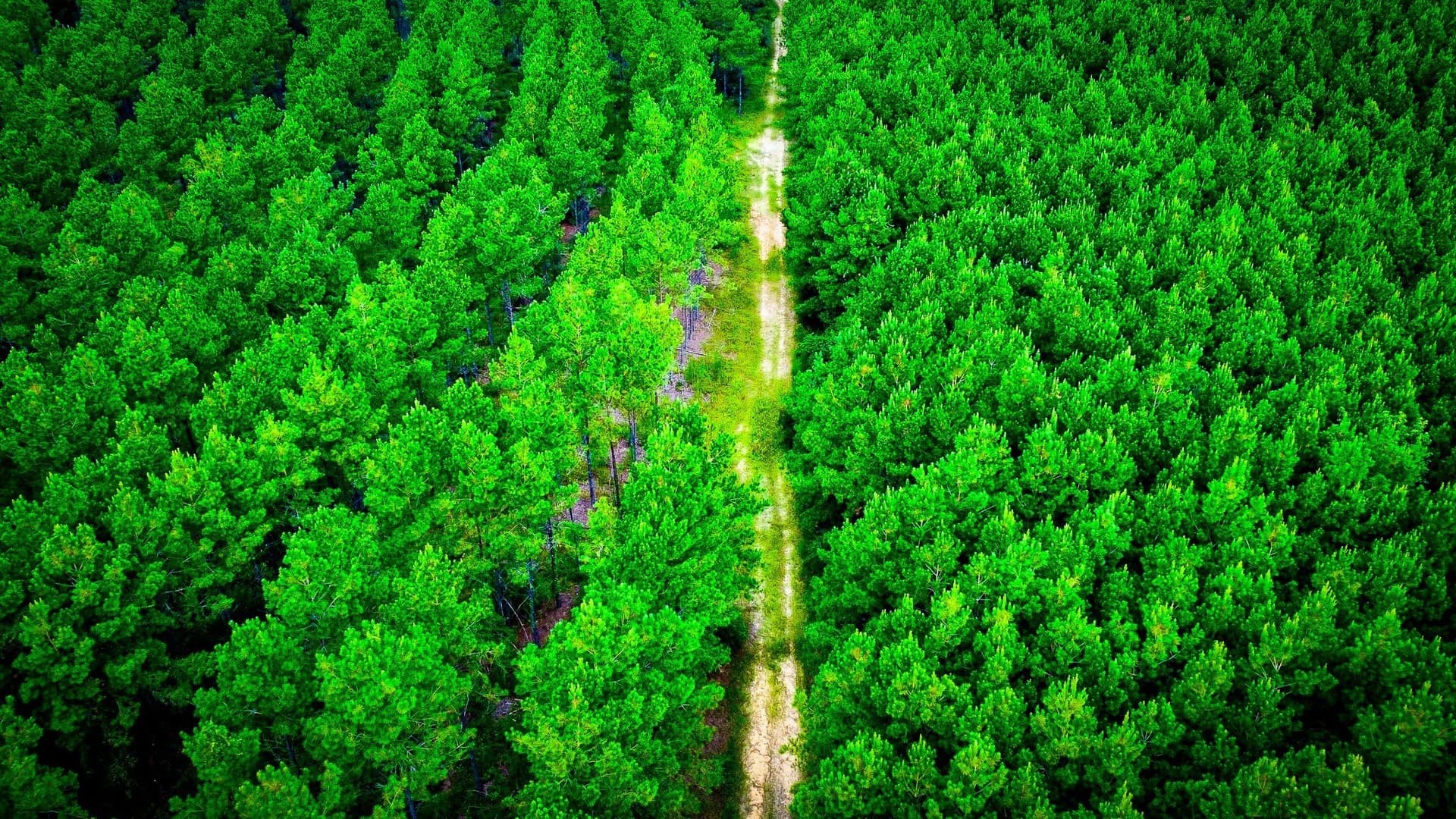 140 acres in Polk County - photo 20