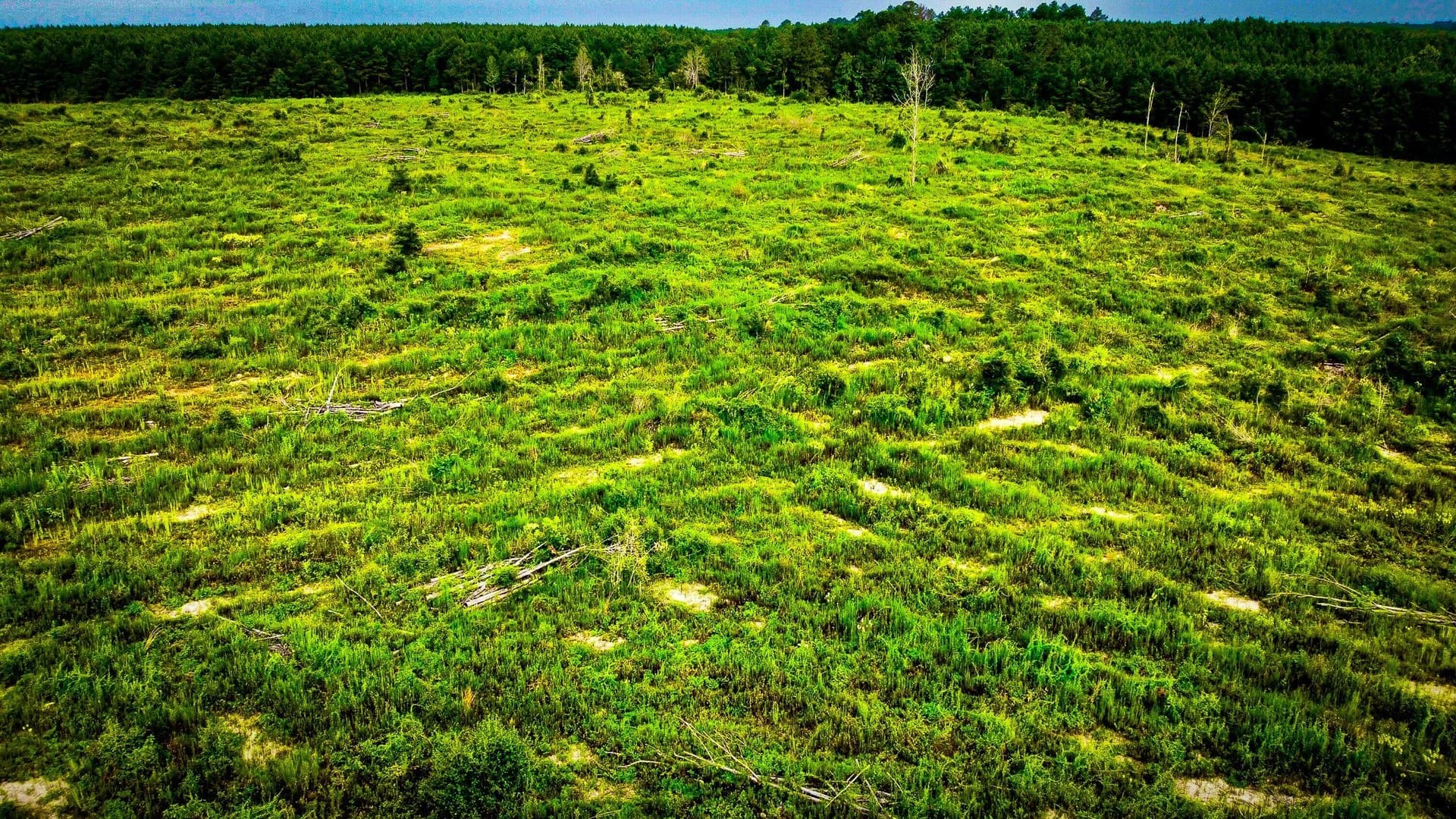 140 acres in Polk County - photo 24