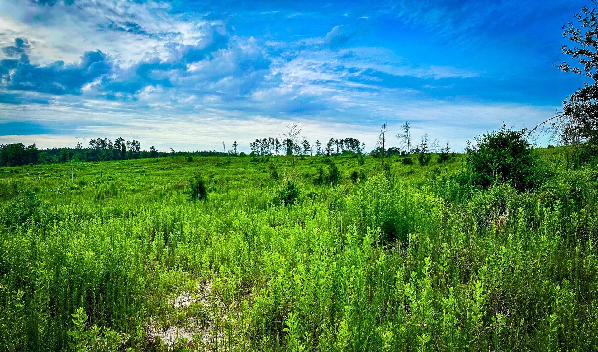 140 acres in Polk County - photo 30