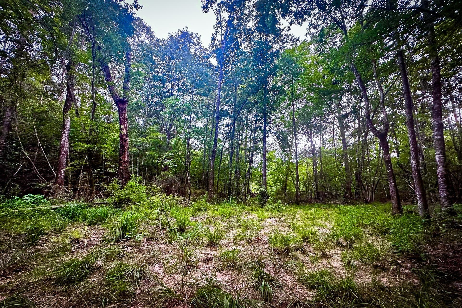 140 acres in Polk County - photo 26