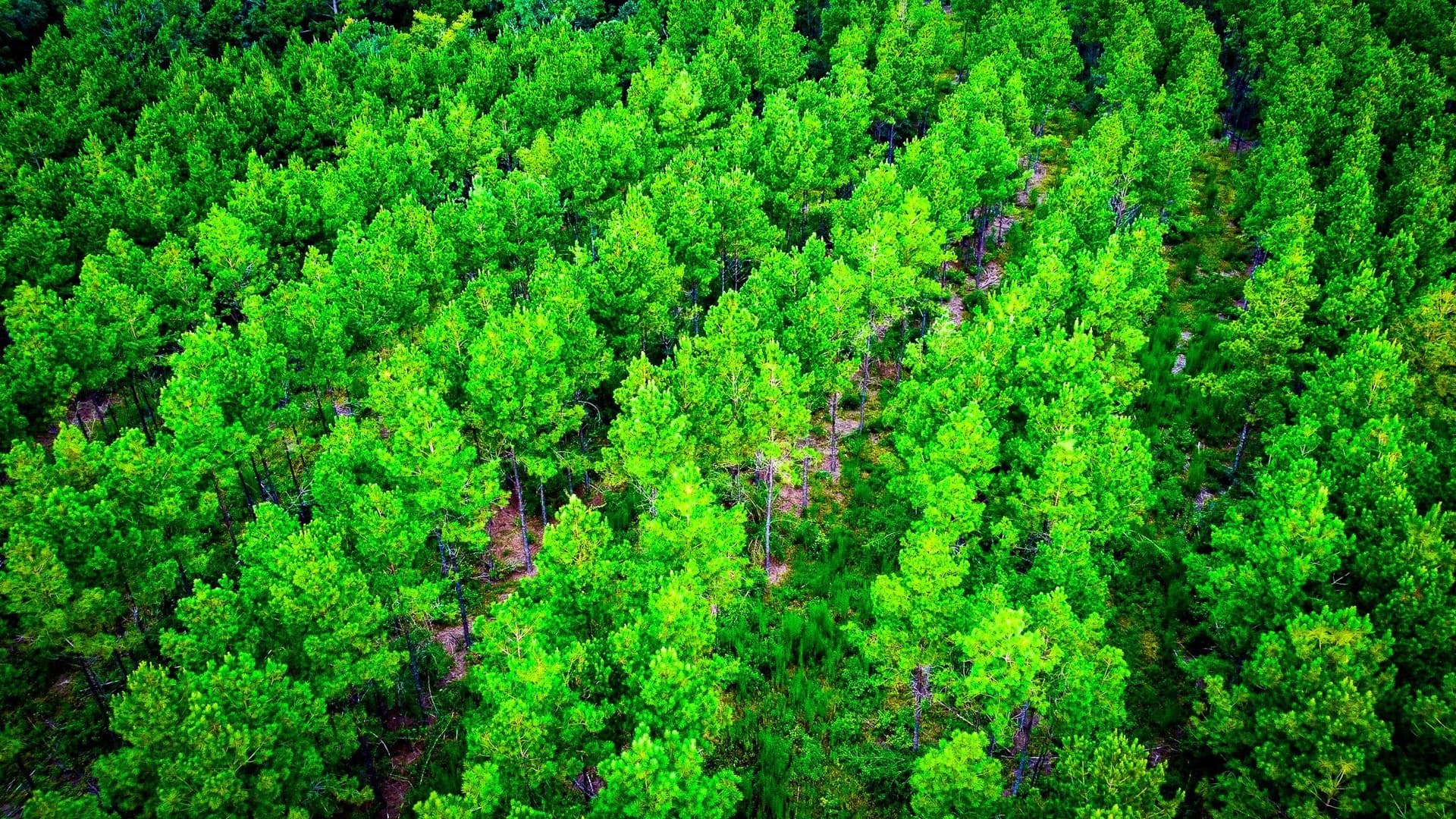 140 acres in Polk County - photo 22