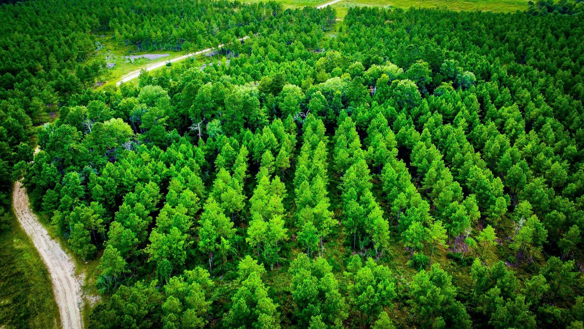 140 acres in Polk County - photo 9