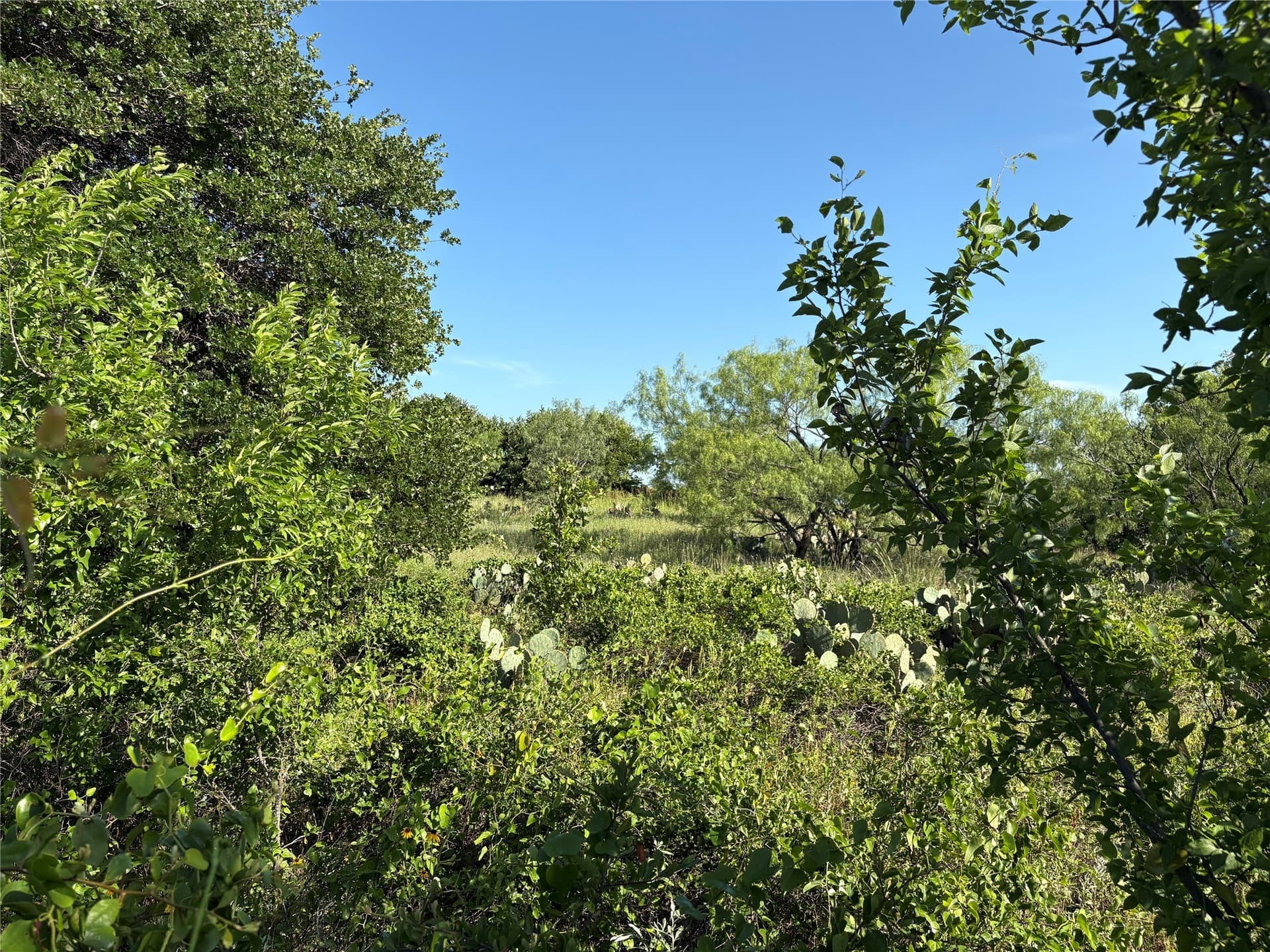 16 acres in Eastland County - photo 12