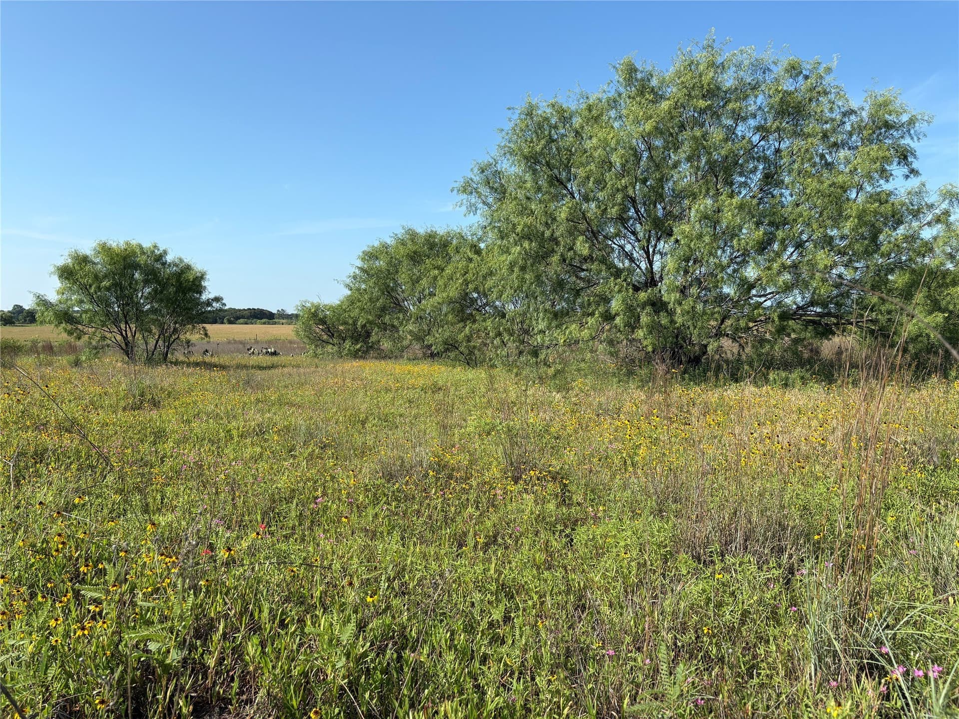 16 acres in Eastland County gallery image 3