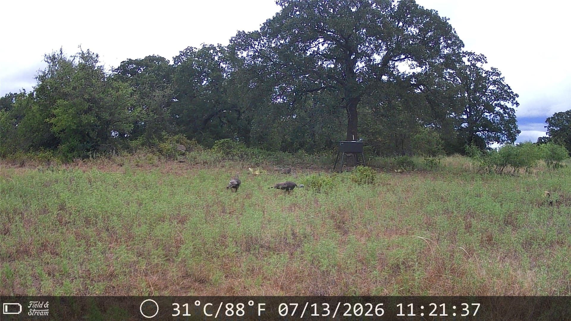 21 acres in Jack County - photo 17