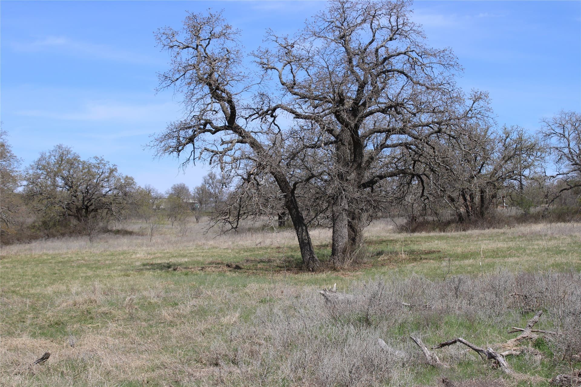 21 acres in Jack County gallery image 3