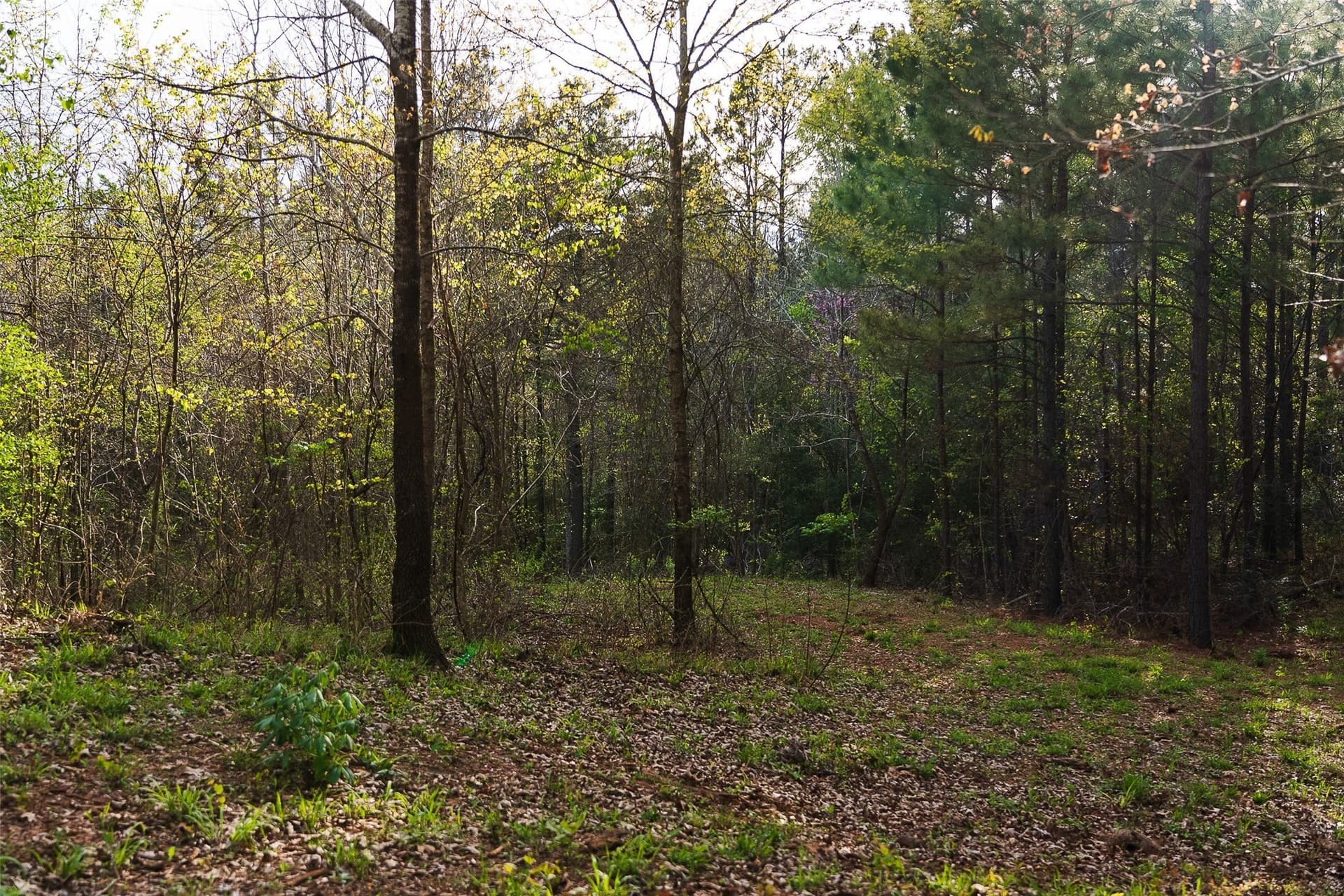 78.04 acres in Nacogdoches County - photo 16